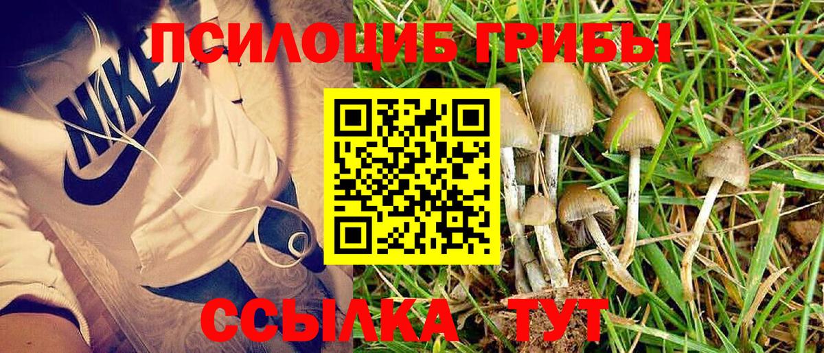 Псилоцибиновые грибы прущие грибы  Вологда  Галлюциногенные грибы MAGIC MUSHROOMS 